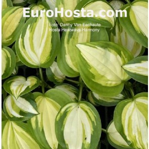 hosta Heatwave Harmony