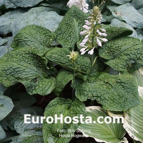 hosta Hogwarts
