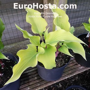 Hosta Holar Purple Highness