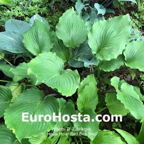 Hosta Holar Red Sea Shell
