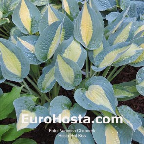 Hosta Hot Kiss