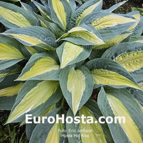 Hosta Hot Kiss