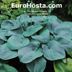 Hosta Humpback Whale - Eurohosta