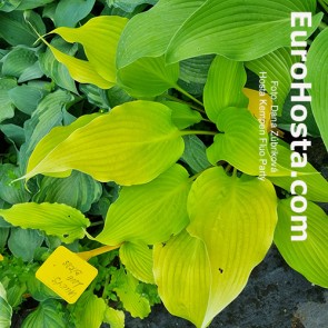 hosta Kempen Fluo Party