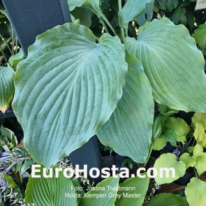 hosta Kempen Grey Master