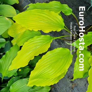Hosta Kempen Lightkeeper