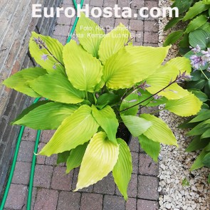 Hosta Kempen Lutino Bird