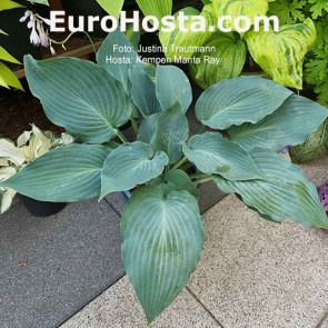 hosta Kempen Manta Ray 