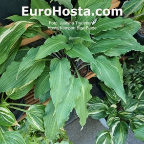 Hosta Kempen Saw Blade