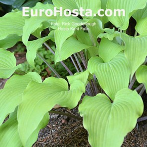 hosta Kent Falls