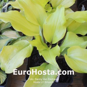 Hosta L'il Smooch