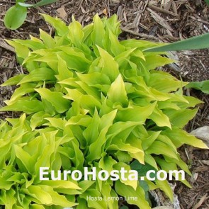 Hosta Lemon Lime - Eurohosta