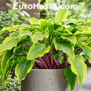 hosta Lipstick Blush