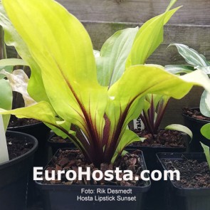 Hosta Lipstick Sunset