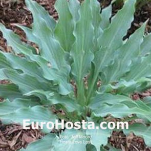 hosta Love Lost
