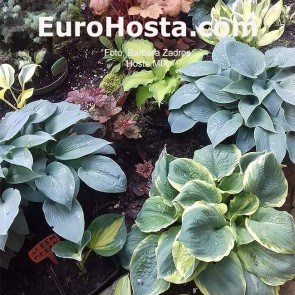 Hosta Mix - Eurohosta