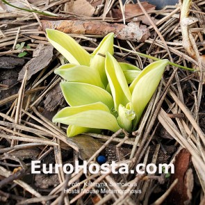 Hosta Mouse Metamorphosis