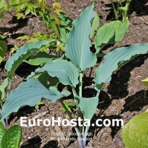 hosta Mystic Seaport
