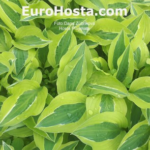 Hosta Playmate - Eurohosta