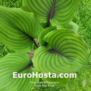Hosta Red Racer