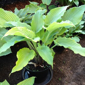 hosta Shifting Perspectives