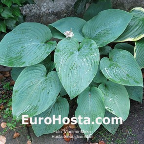 hosta Mira