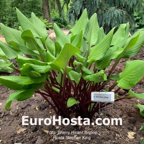 Hosta Stephen King