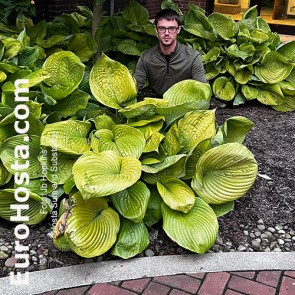 Hosta Sum and Substance - Eurohosta