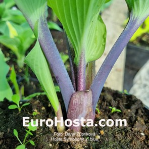hosta Symphony in Blue 