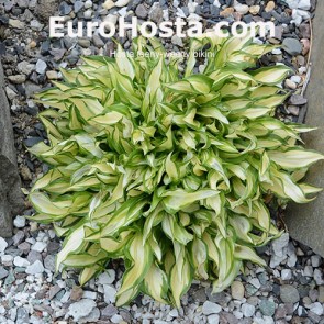 Hosta Teeny-weeny Bikini - Eurohosta