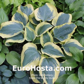 Hosta The Mighty Quinn
