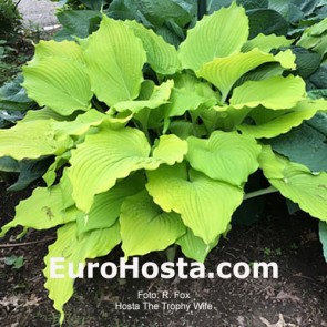 hosta The Trophy Wife