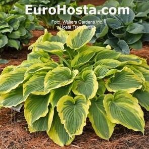 Hosta Trendsetter