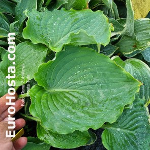Hosta Tutu