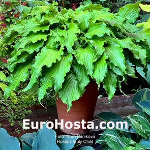 Hosta Unruly Child