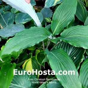 Hosta Valley`s Adonis