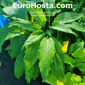 Hosta Valley`s Adonis