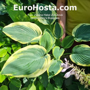 Hosta Valley's Bluegrass | Eurohosta  