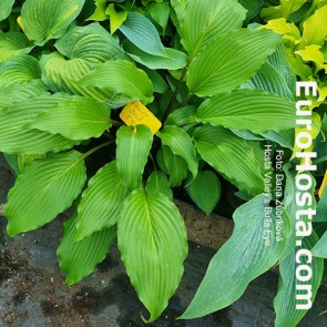 hosta Valley's Bulls Eye