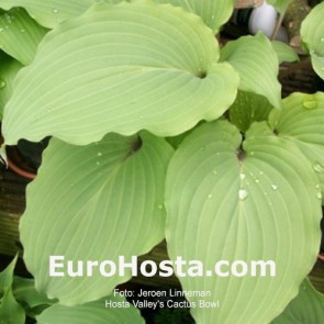 hosta Cactus Bowl 