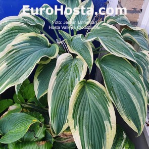 Hosta Valley's Cloudbuster