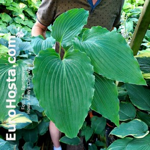 hosta Valley's Curly Wurly 