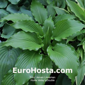 Hosta Valley's Double