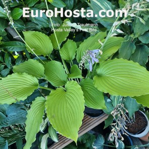 Hosta Valley's First Bite