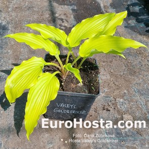 Hosta Valley's Goldstriker