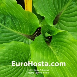 Hosta Valley's Kumo