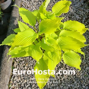 Hosta Valley's Love Birds