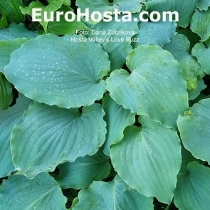 Hosta Valley's Love Buzz