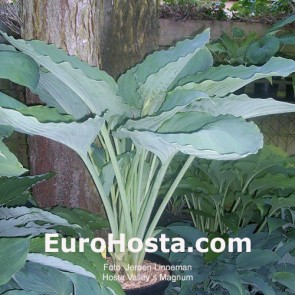 Hosta valley´s magnum