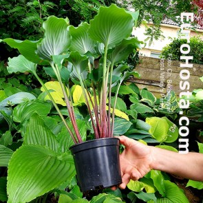 hosta Valley's Parlay